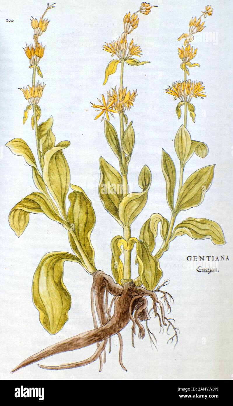 Woodcutting botanical print of a Gentiana lutea (great yellow gentian) published by Fuchs in 1542 Stock Photo