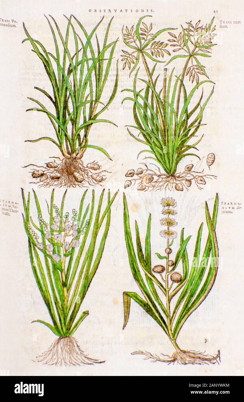Historical botany study. Illustration of 4 various weeds and edible plants by Mathias Lobel. Printed in 1576 Stock Photo