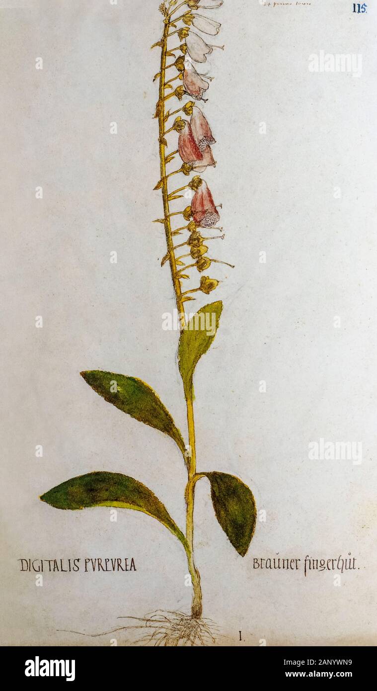 Hand drawn ancient Botanical illustration of a Digitalis purpurea (foxglove) plant, published c 1550 Stock Photo