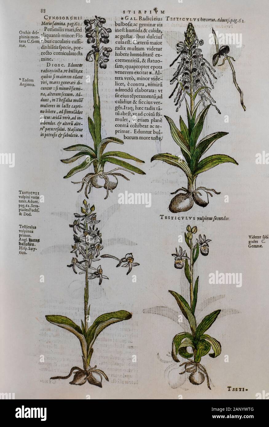 Historical flora study hi-res stock photography and images - Alamy