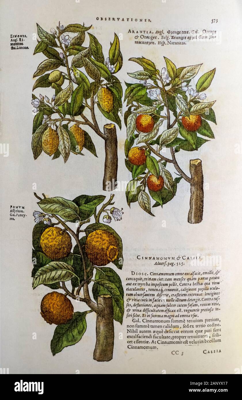 Botanical illustration of a three citrus trees and fruit: Lemon, Bitter orange and Pomelo trees. By Mathias Lobel. Printed in 1576 Stock Photo