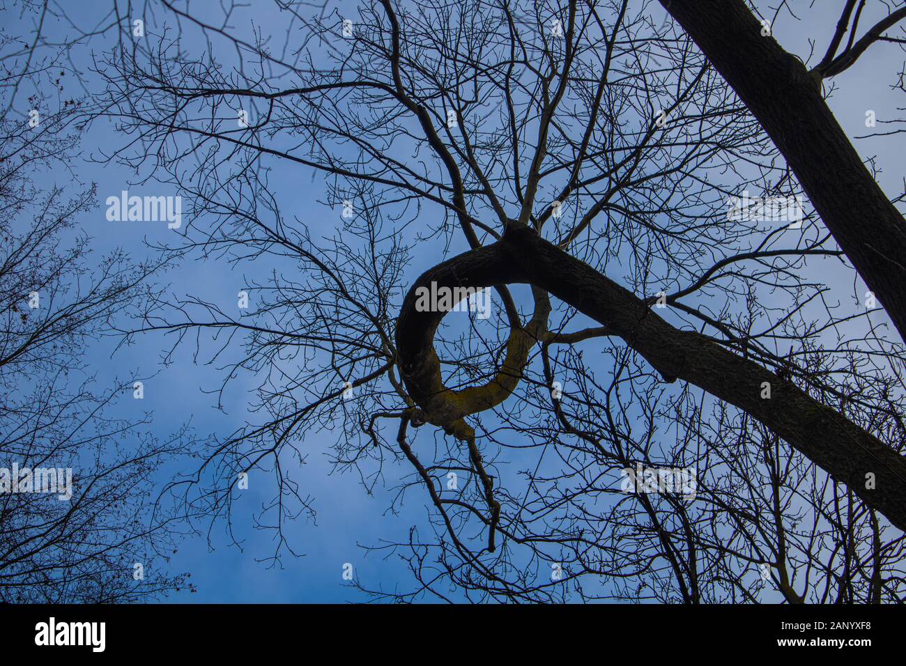 interesting treetops on a nice winter day Stock Photo