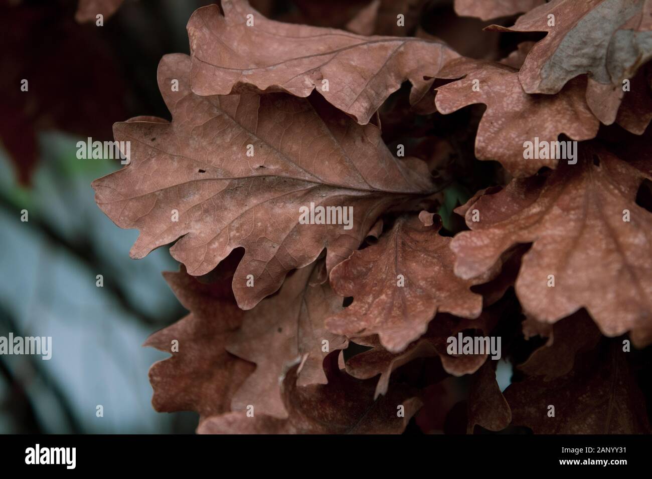 Tree leafs macro close up Stock Photo