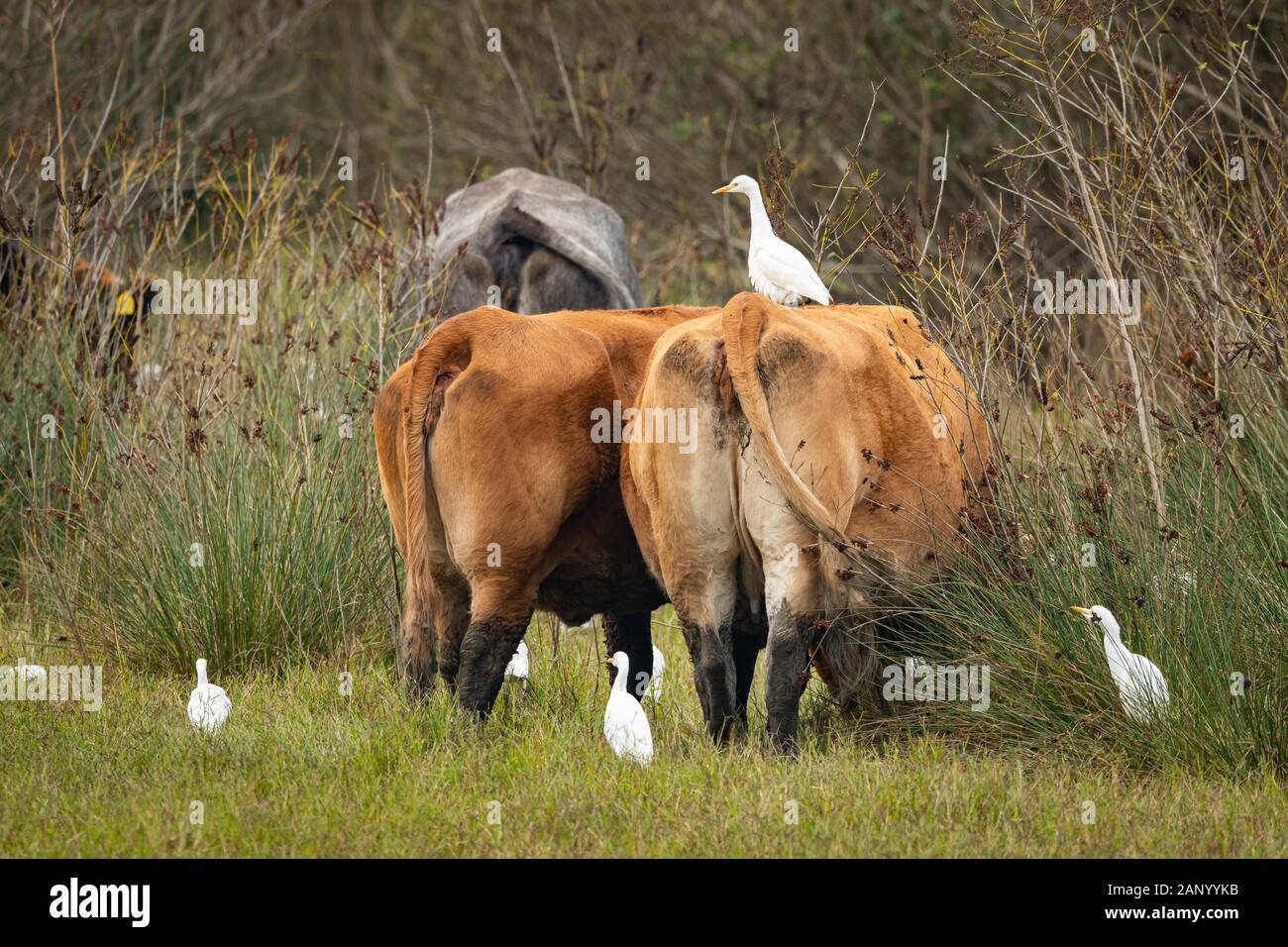 A Western Cattle Egret (Bubulcus ibis) standing on a brown cow (Grado, Italy) Stock Photo