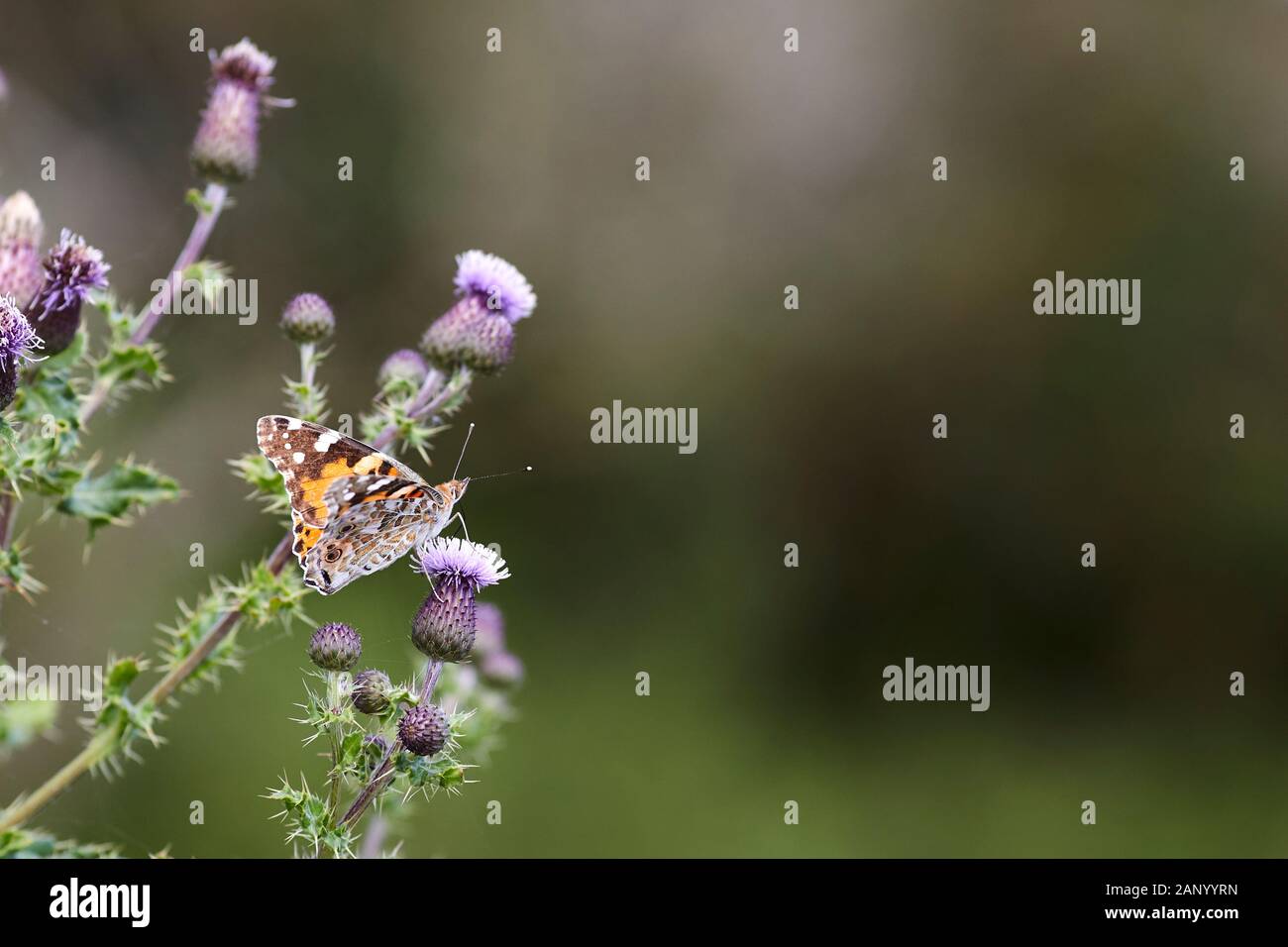 Vanessa cardui painted lady butterfly, seated on a thistle. Stock Photo