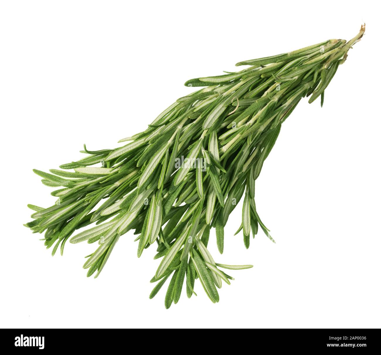 Dense long branch rosemary on light background. Stock Photo