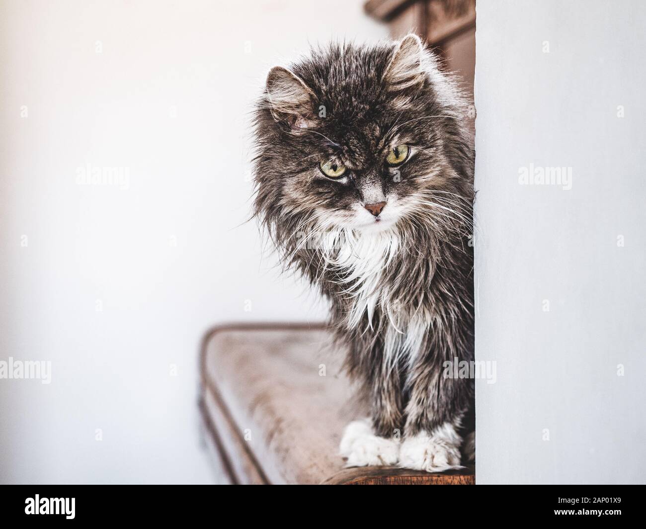 Cute, charming kitten on a white background Stock Photo