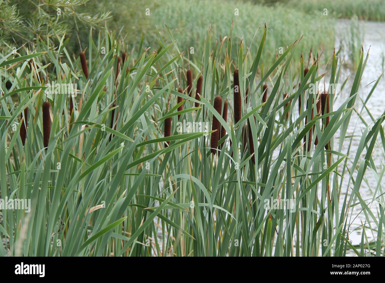 Bullrush Reed Plants Growing on the Edge of a Pond. Stock Photo