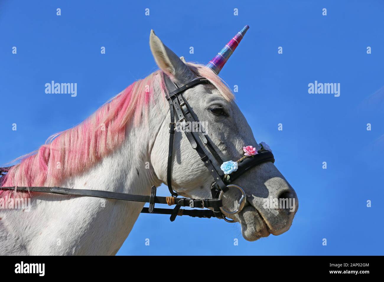 Magic background with realistic white colored unicorn horse Stock ...