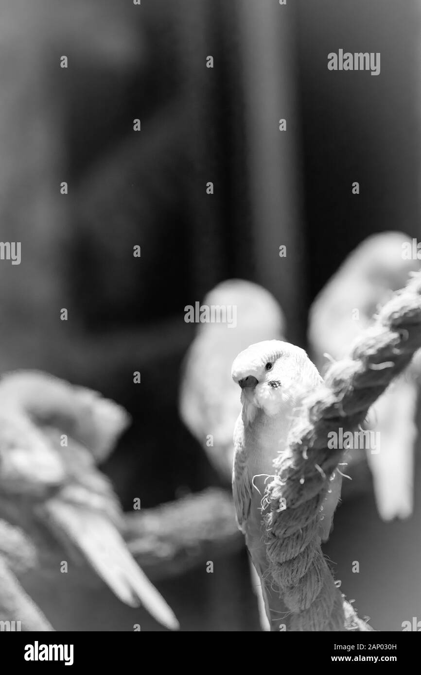beautiful budgie parakeet bird sitting on tree branch image black and white image Stock Photo