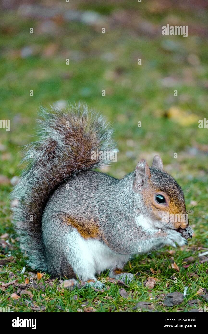 New forest grey hi-res stock photography and images - Alamy