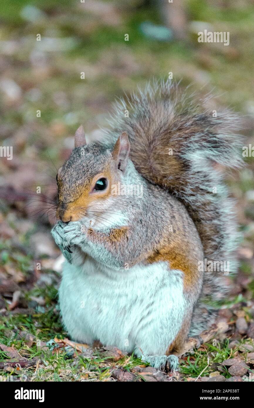 Grey squirrel in a tree in the New Forest Hampshire UK Stock Photo