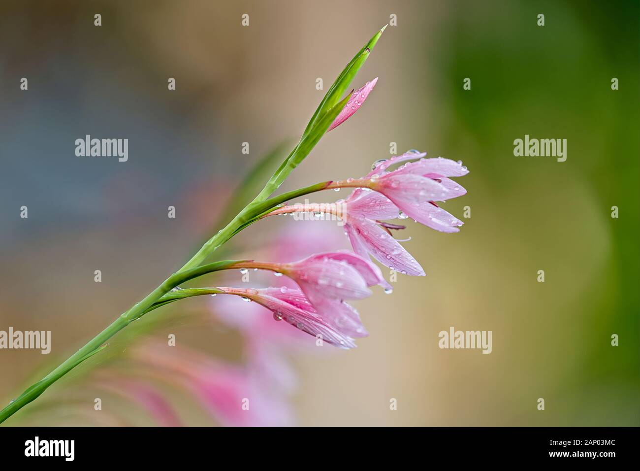 Hesperantha Coccinea 'Pink Princess' Kaffir lily Stock Photo