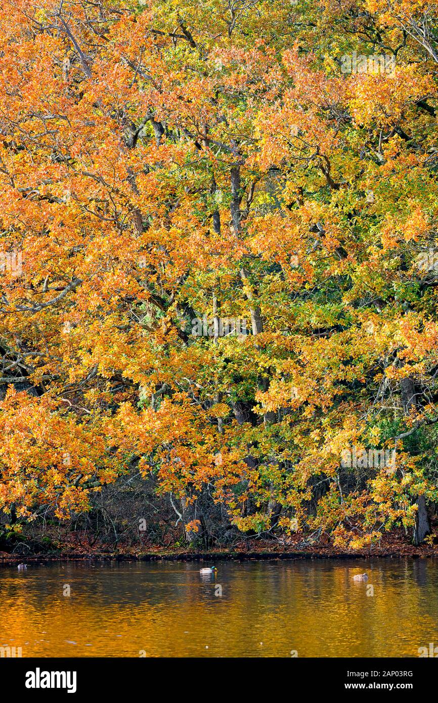 Autumn colour in the New Forest southern ENgland UK Stock Photo