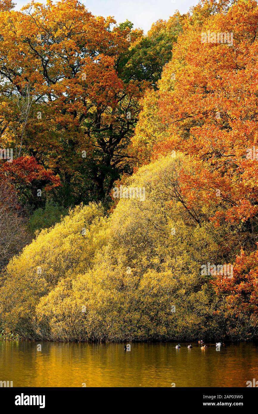 Autumn colour in the New Forest southern ENgland UK Stock Photo