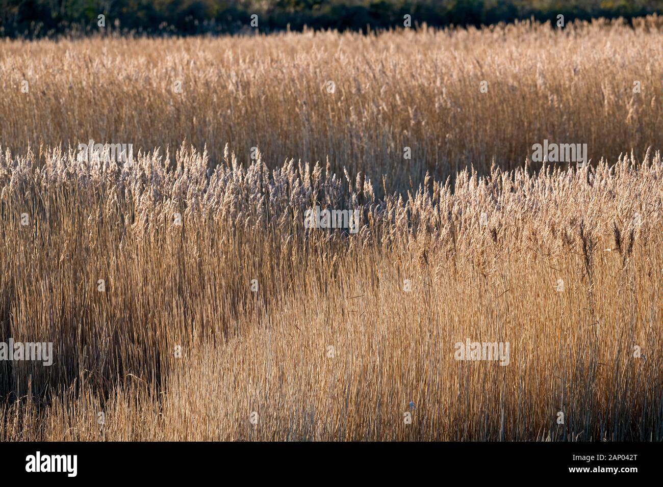 Norfolk Reeds by River Stour Stock Photo - Alamy