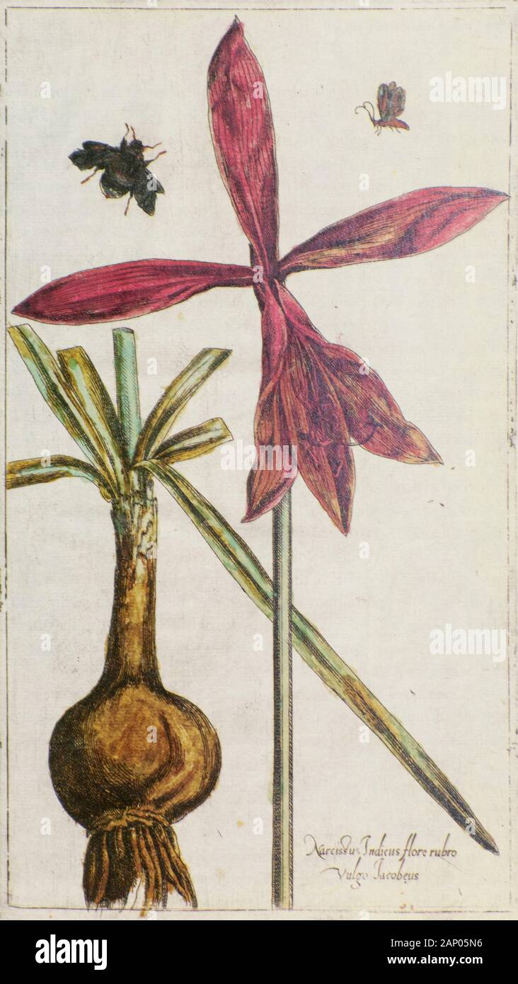 Copperplate print of Jacobean lily (Sprekelia formosissima) printed in 1608 Stock Photo