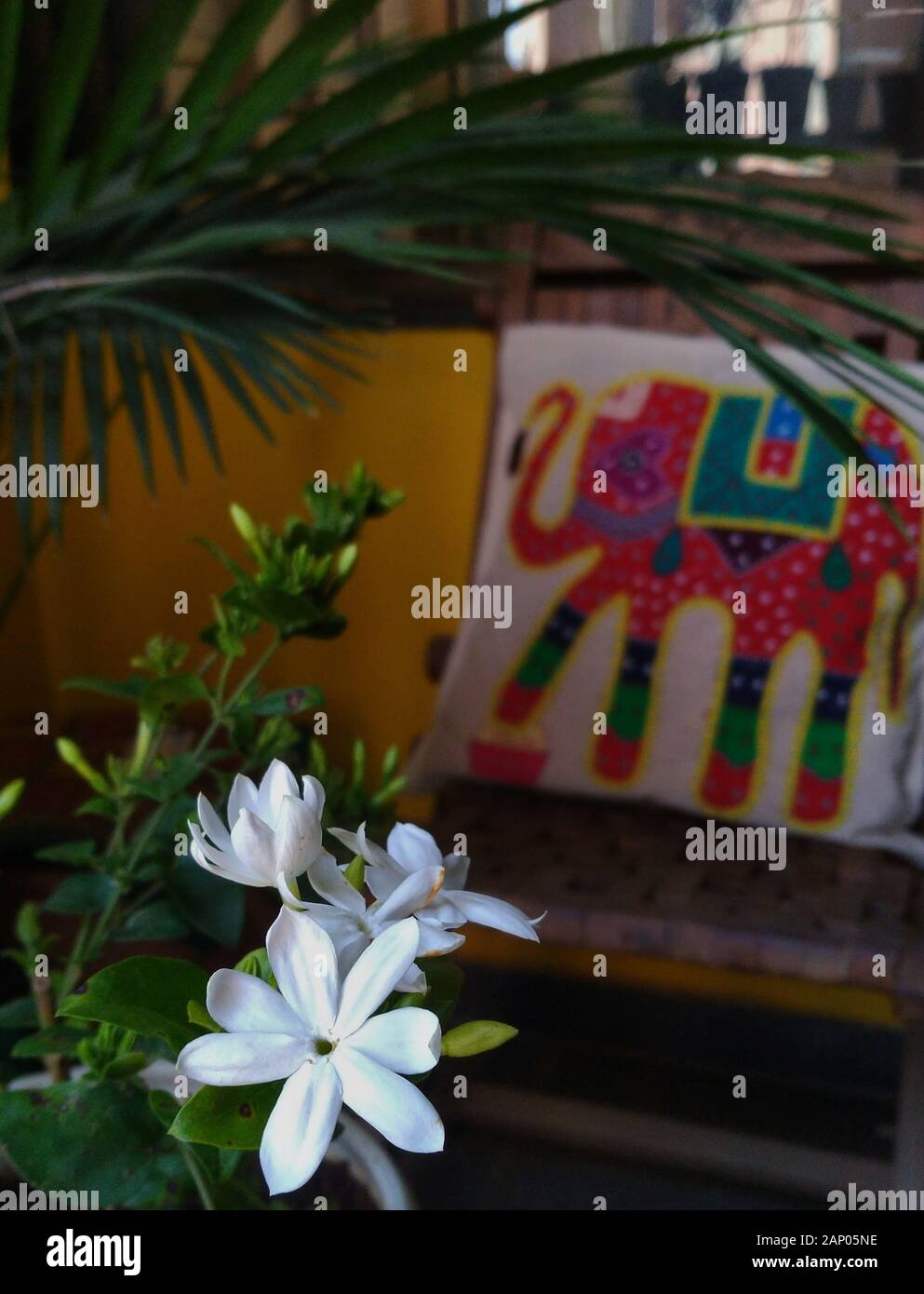 Jasmine plant/ flowers in a flower pot in the balcony garden/apartment