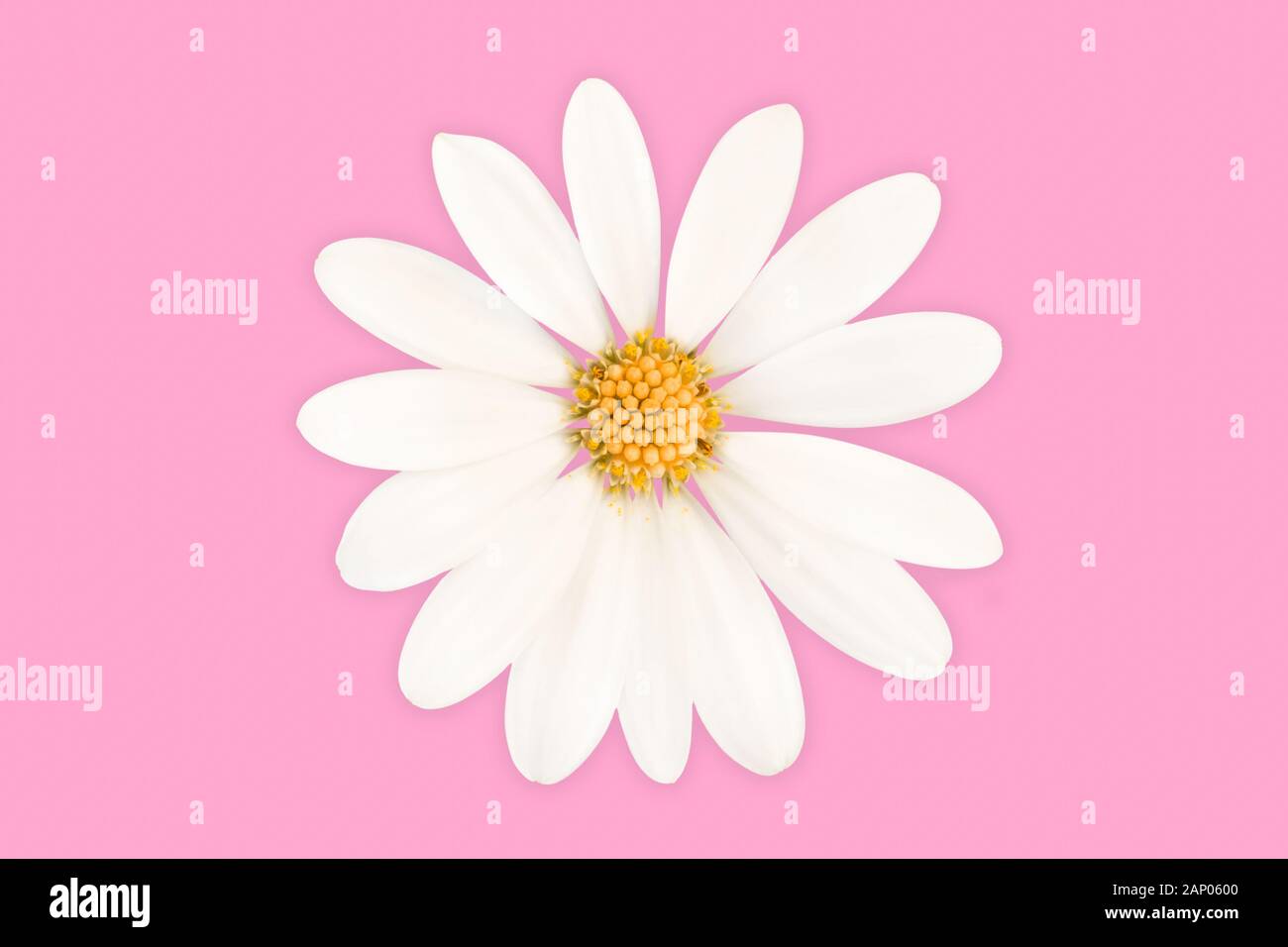 Close up of a daisy isolated on pink background Stock Photo