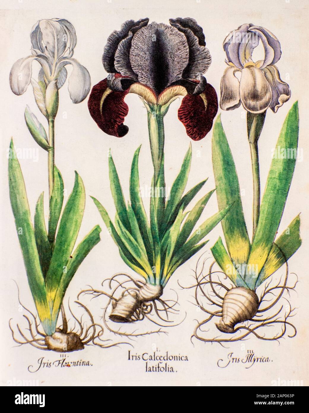 Three iris plants from Hortus Eystettensis a codex produced by Basilius Besler in 1613 of the garden of the bishop of Eichstätt in Bavaria. Stock Photo