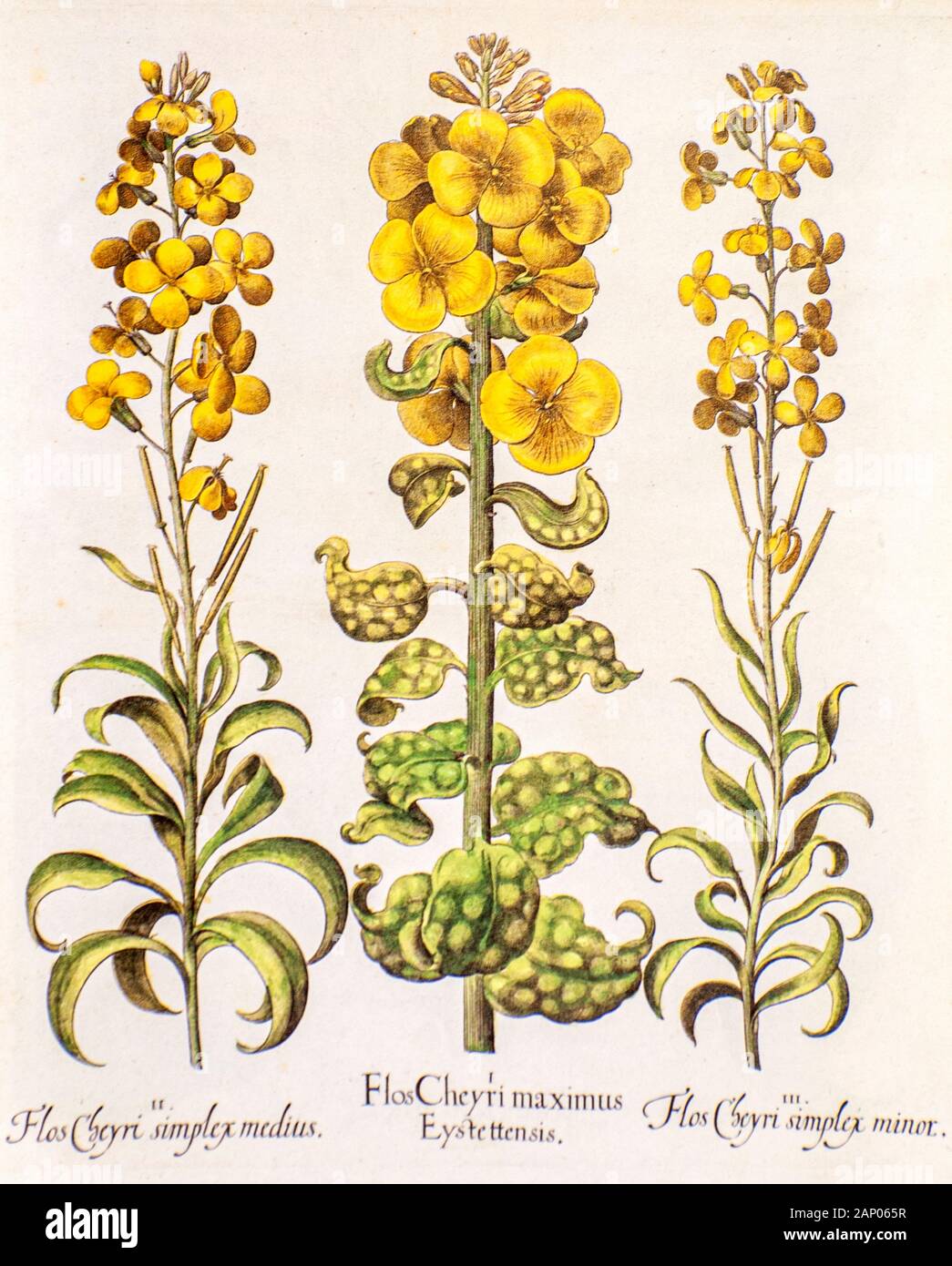 hand painted Hortus Eystettensis (wallflower) from Hortus Eystettensis, a codex produced by Basilius Besler in 1613 of the garden of the bishop of Eic Stock Photo