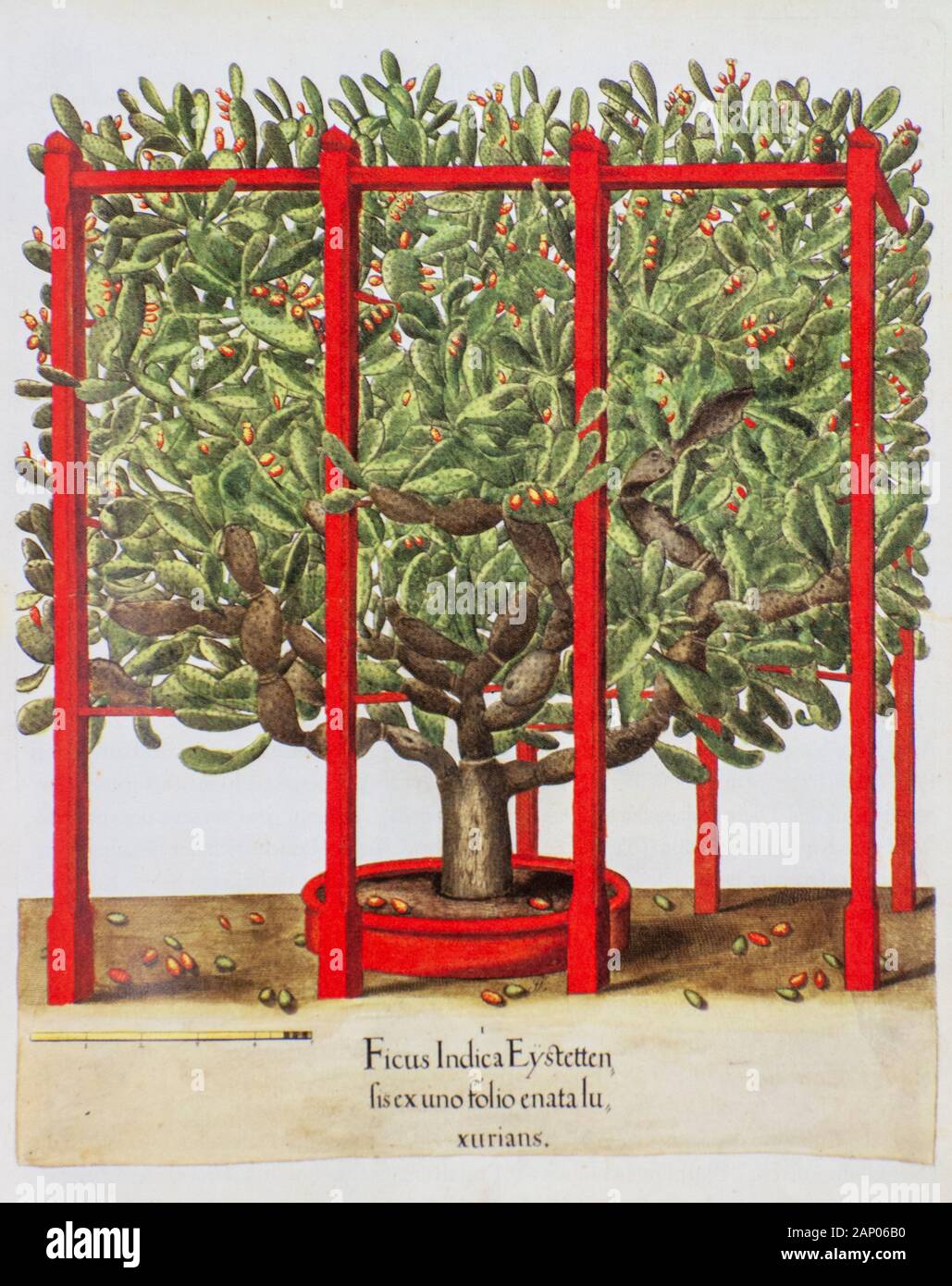 hand painted Opuntia ficus-indica (prickly pear or Indian fig) from Hortus Eystettensis, a codex produced by Basilius Besler in 1613 of the garden of Stock Photo