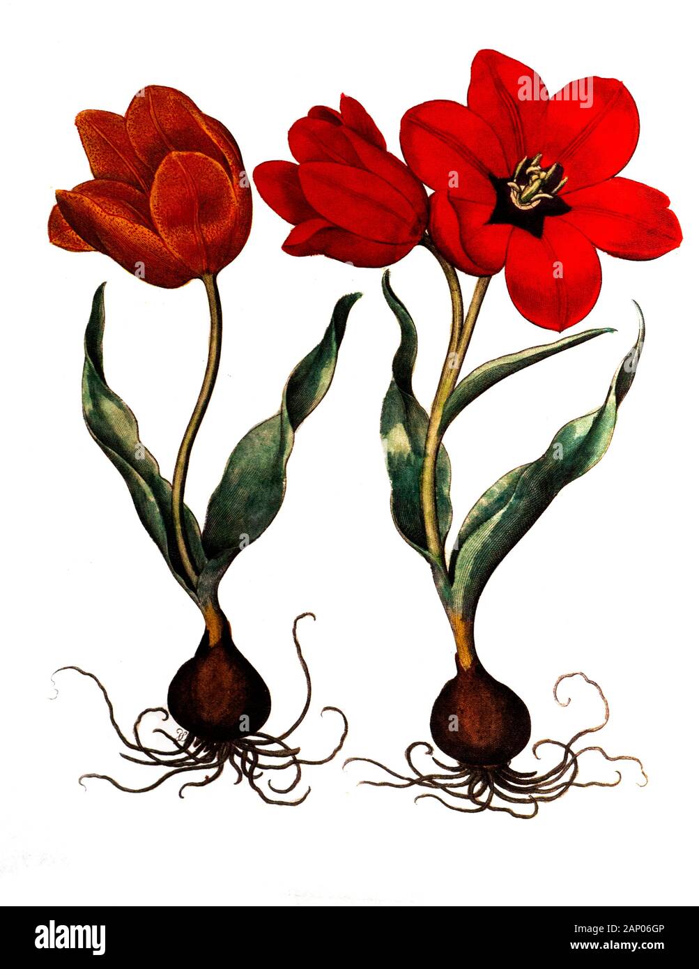 Fire Lily Basilius Besler Vintage Botanical Poster