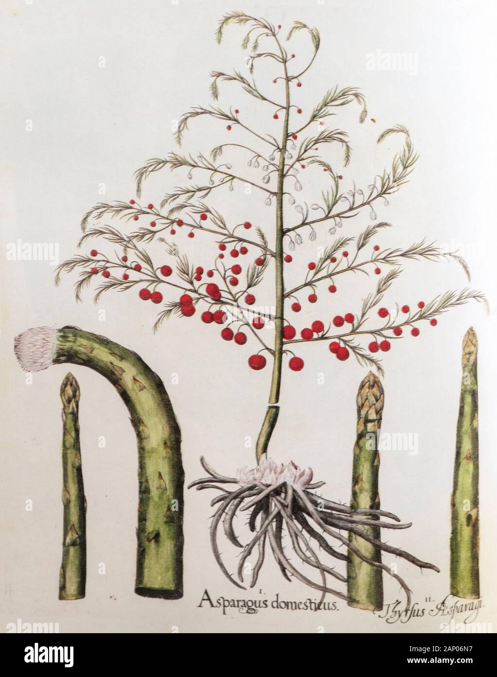 Hand painted print of Asparagus from Hortus Eystettensis, a codex produced by Basilius Besler in 1613 of the garden of the bishop of Eichstätt in Bava Stock Photo