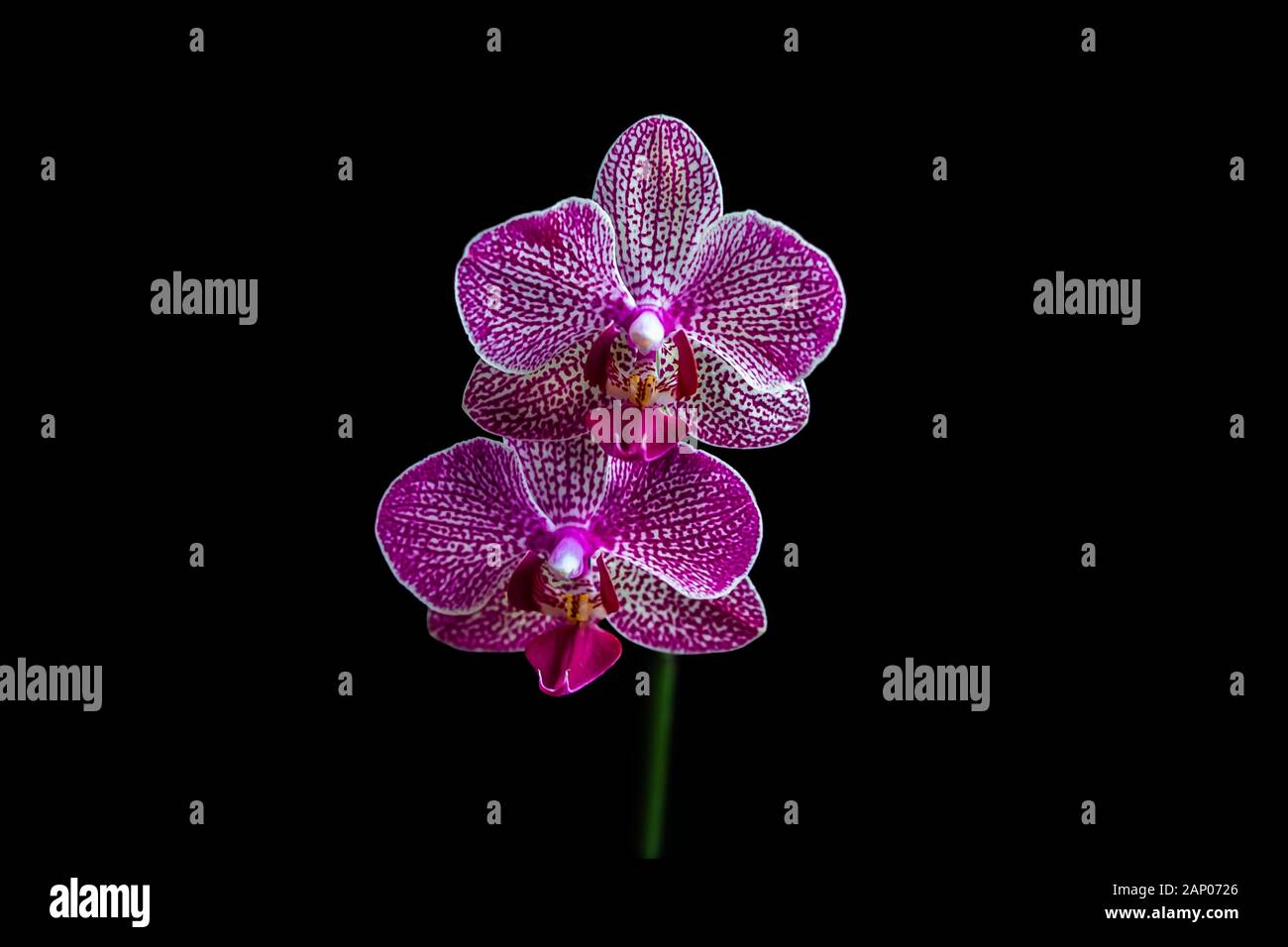 Purple Phalaenopsis Orchid, close-up Stock Photo