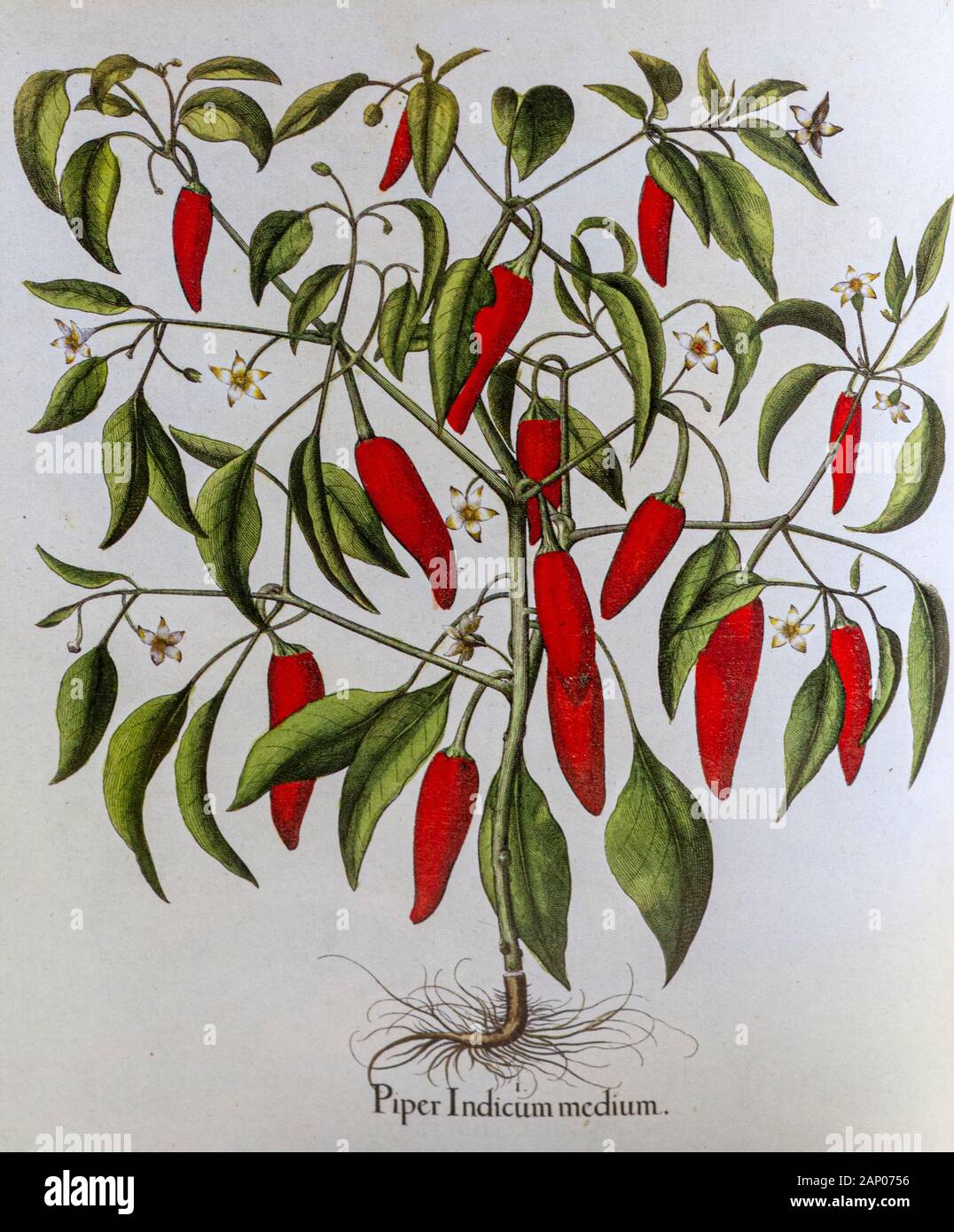 Hand painted Capsicum annuum (Red Pepper) from Hortus Eystettensis, a codex produced by Basilius Besler in 1613 of the garden of the bishop of Eichstä Stock Photo