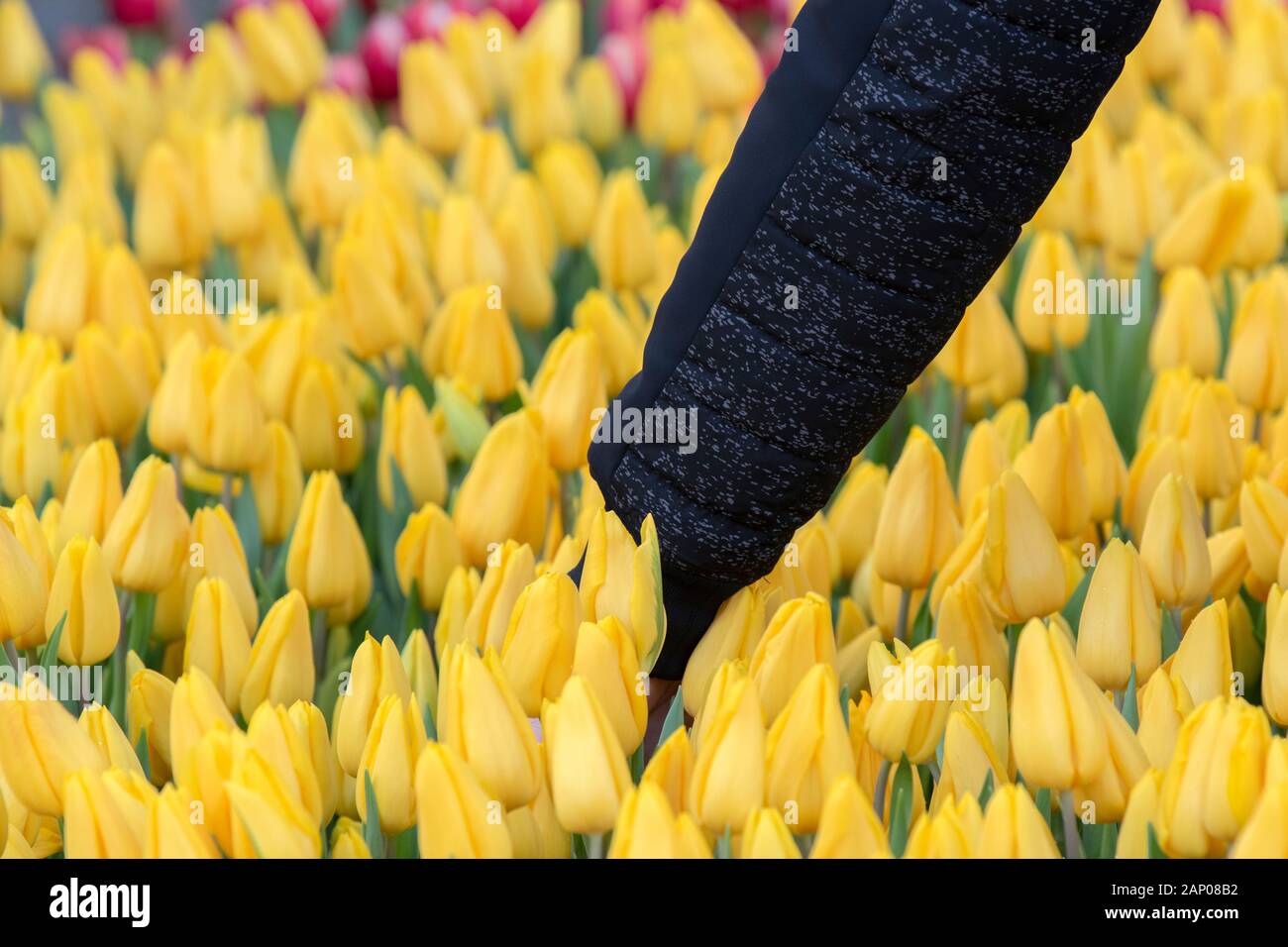 Hand Picking Flowers At The National Tulip Day Amsterdam The