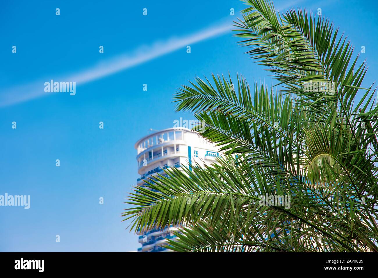 Green Palm Tree with Scyscraper Top on Blue Sky Stock Photo