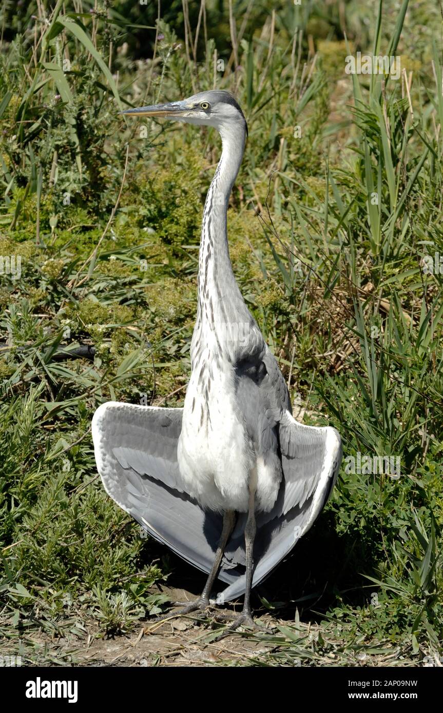 Grey Heron, Ardea cinerea, Displaying or Drying Wings in the Camargue Provence France Stock Photo