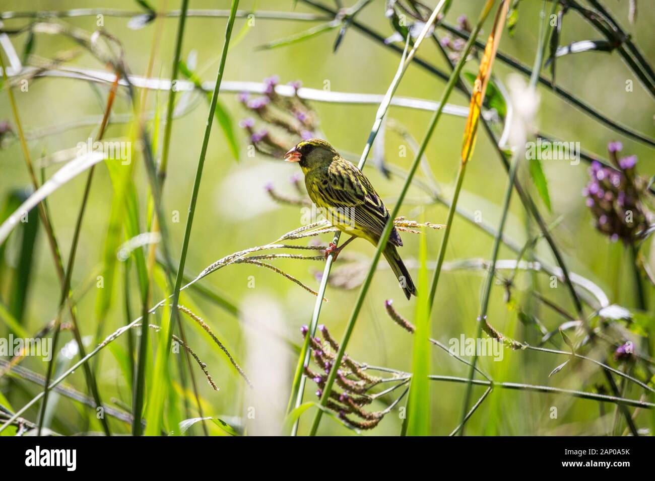 Weaver bird with yellow plumage sitting on a blade of grass, South Africa Stock Photo