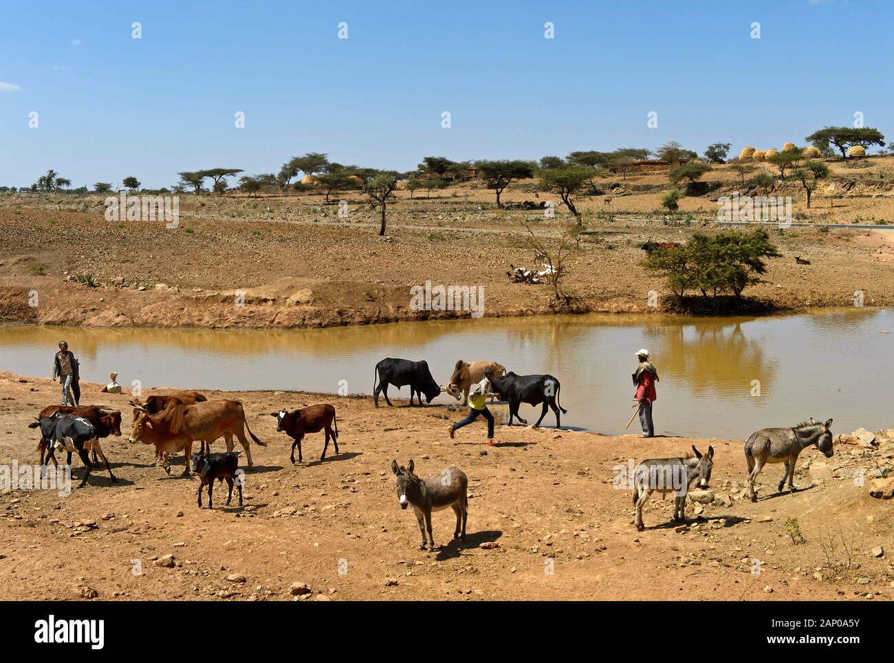 Cattle and donkey at a watering place in the Hazwien Plain, Tigray, Ethiopia Stock Photo