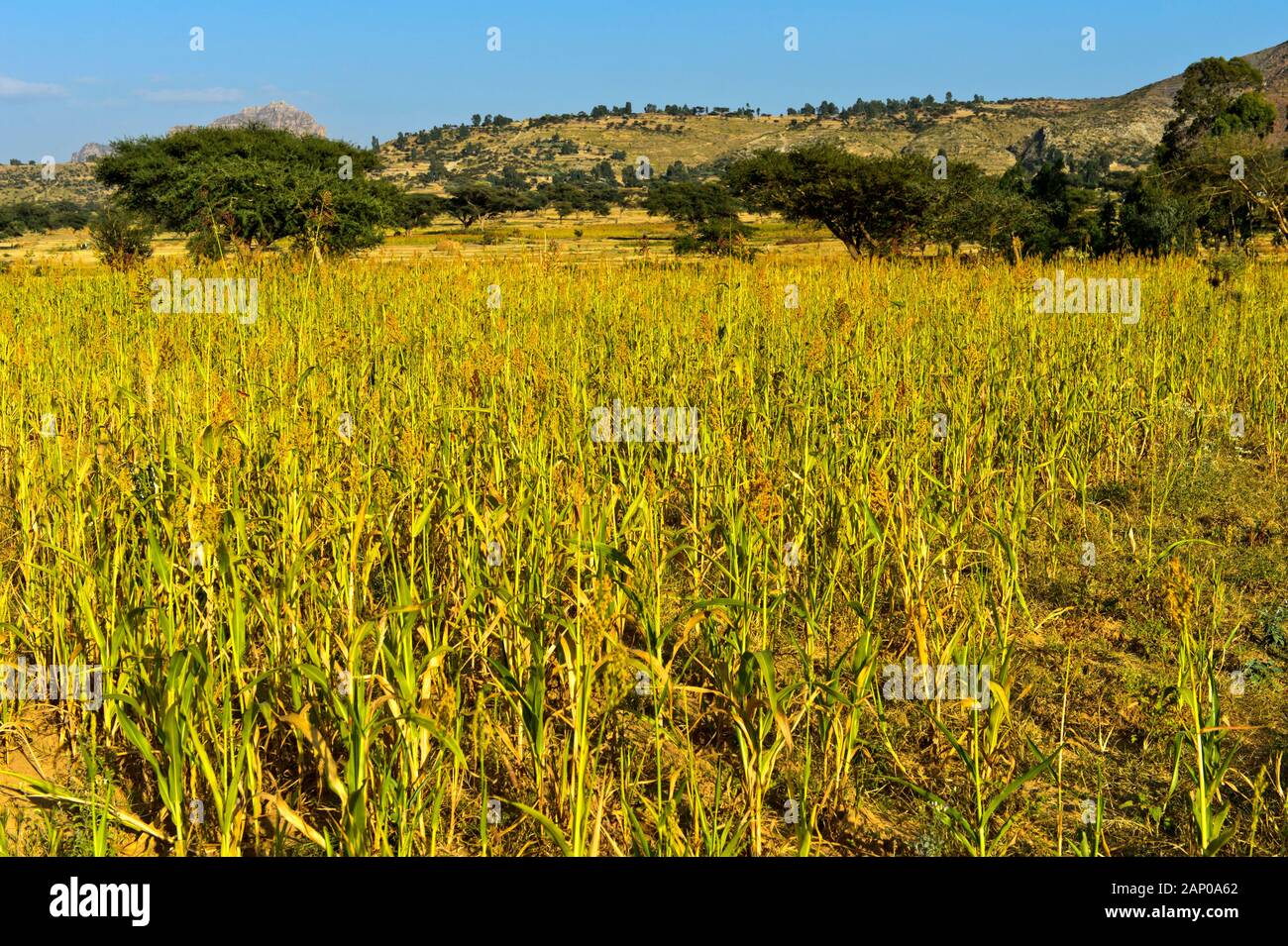 Cultivation of Teff grass (Eragrostis tef) on the Hazwien Plain, near Hawzien, Tigray region, Ethiopia Stock Photo