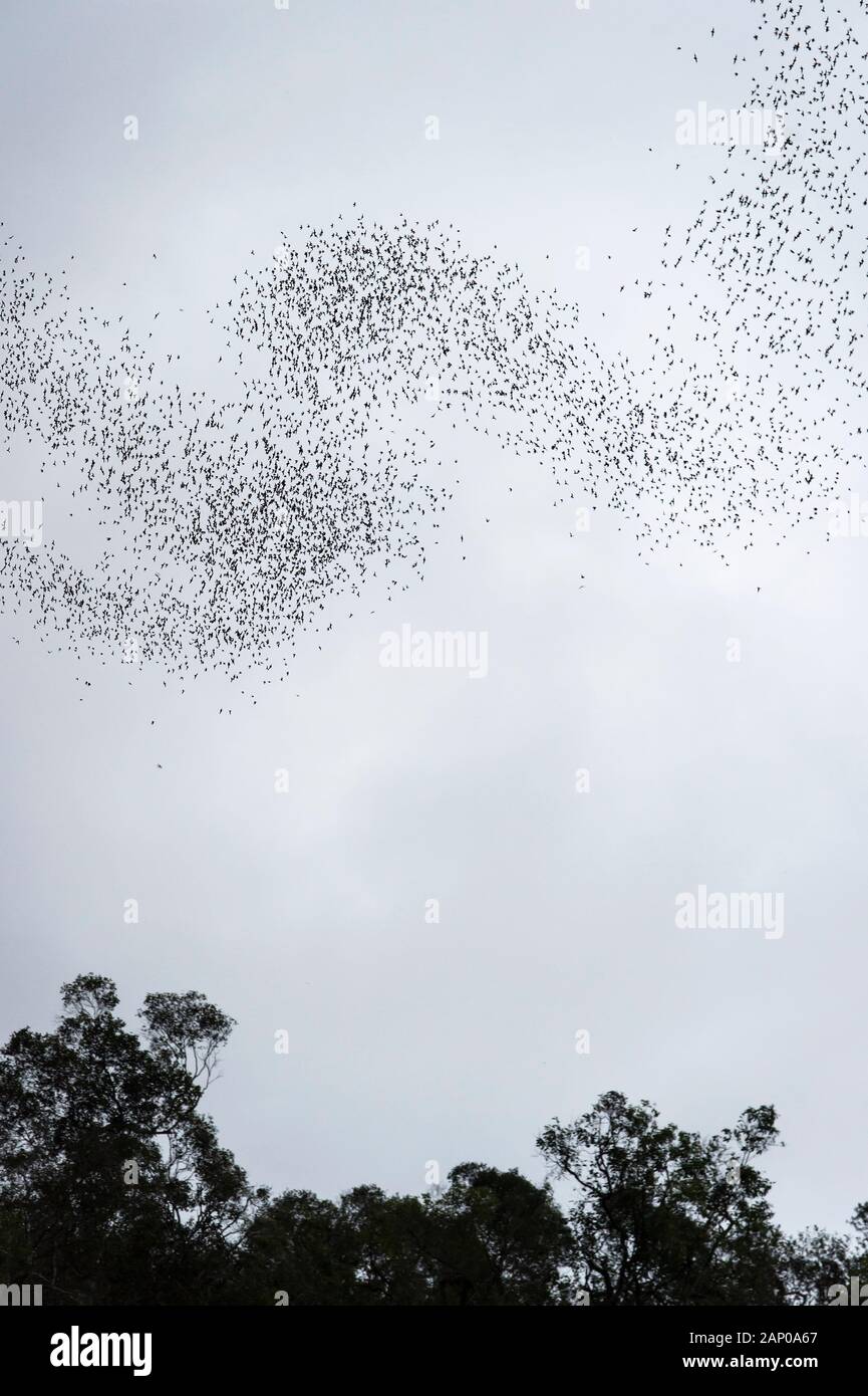 Stream of thousand of bats emerging from Deer cave around dusk spiralling out towards the sky on the way to their feeding grounds, Gunung Mulu Nationa Stock Photo