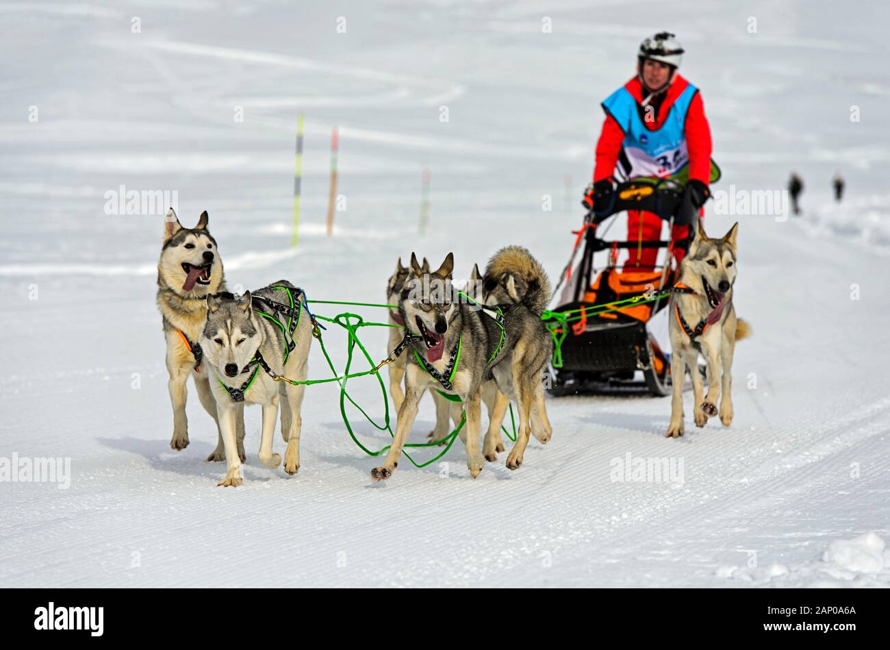 Dog sled team of Siberian huskies, dogsledding, dog sled race La Grande Odyssee Savoie Mont Blanc, Praz de Lys Sommand, Haute-Savoie, France Stock Photo