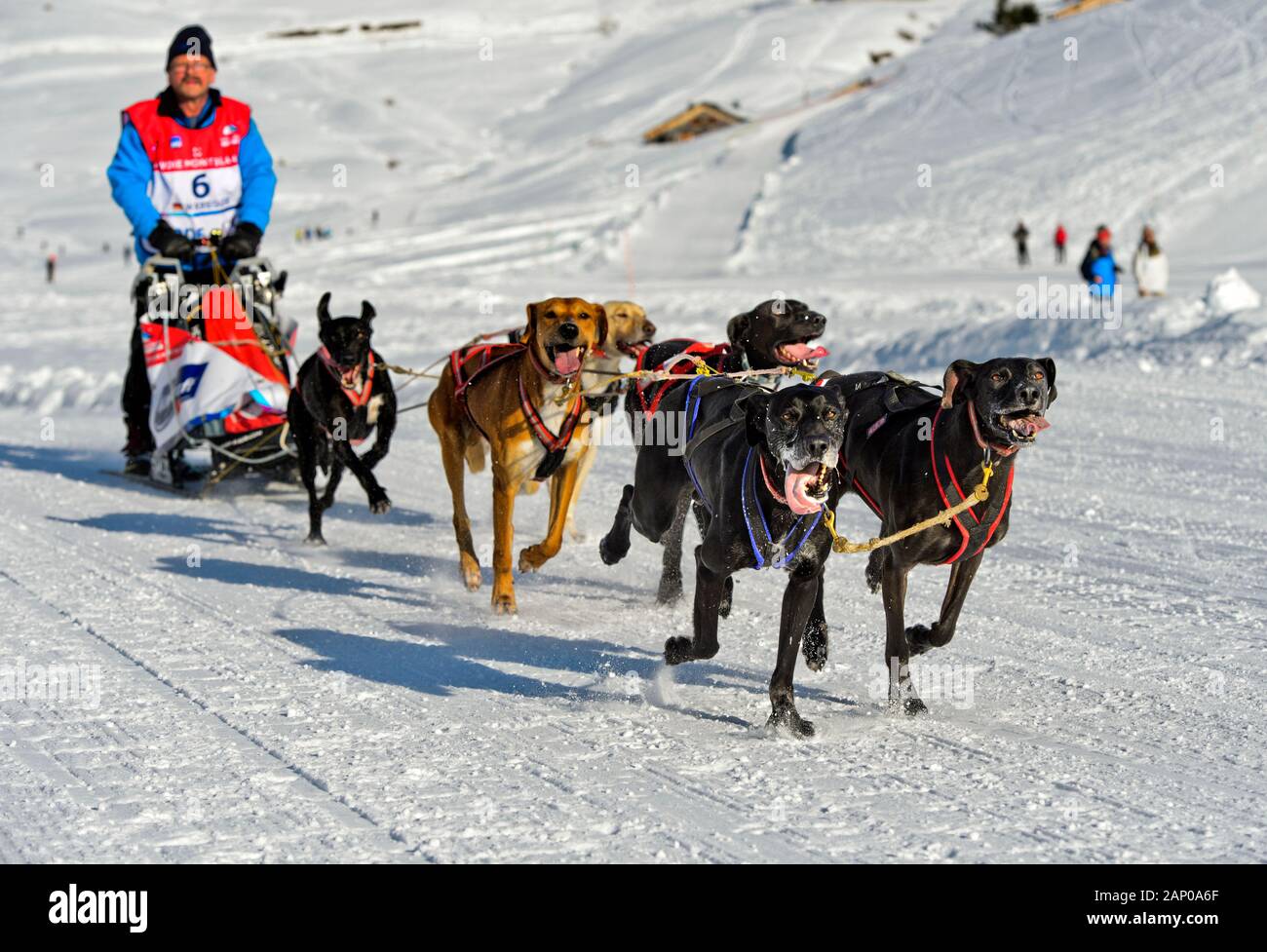 Dogsledding, dog sled race La Grande Odyssee Savoie Mont Blanc, Praz de Lys Sommand, Haute-Savoie, France Stock Photo