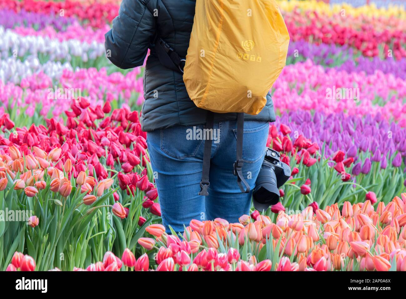 Photographer At The Dam Square At For The National Tulip Day At Amsterdam The Netherlands 2020 Stock Photo