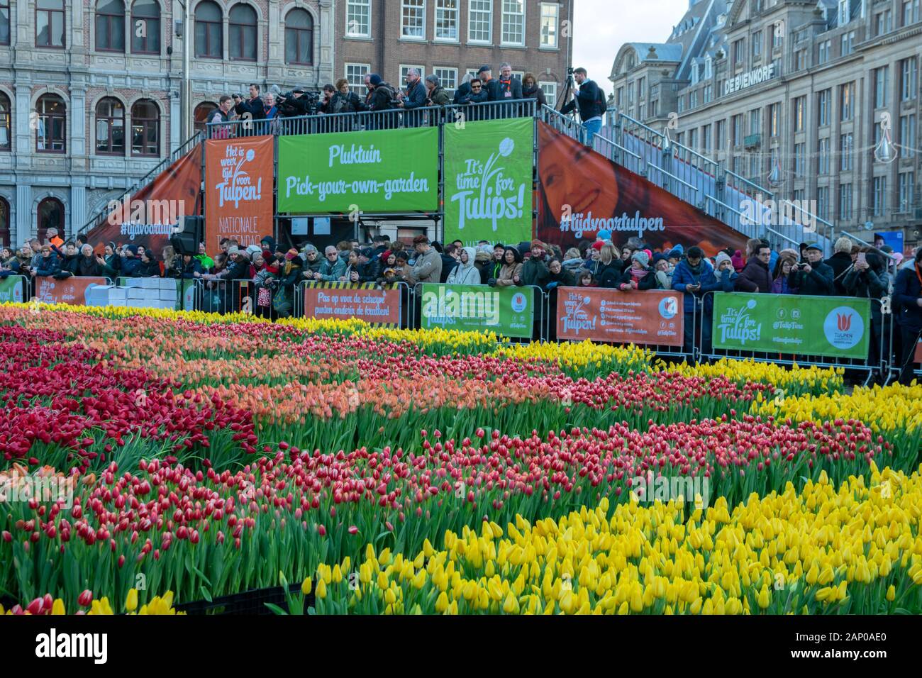 Watching Bridge At Tulip Day At Amsterdam The Netherlands 2020 Stock Photo