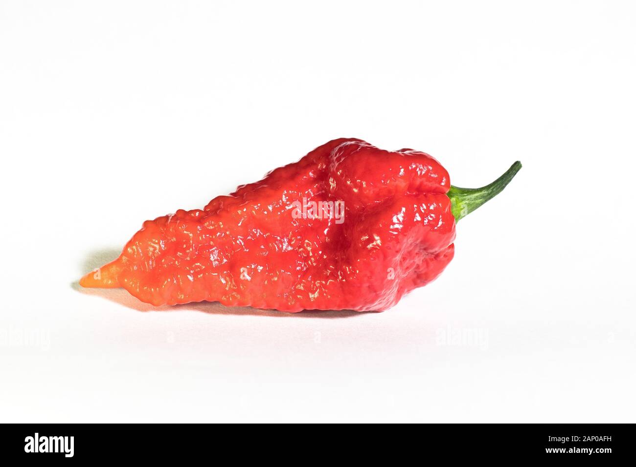 Isolated fruit of raw red and orange Bhut Jolokia Orange chilli pepper on white background Stock Photo