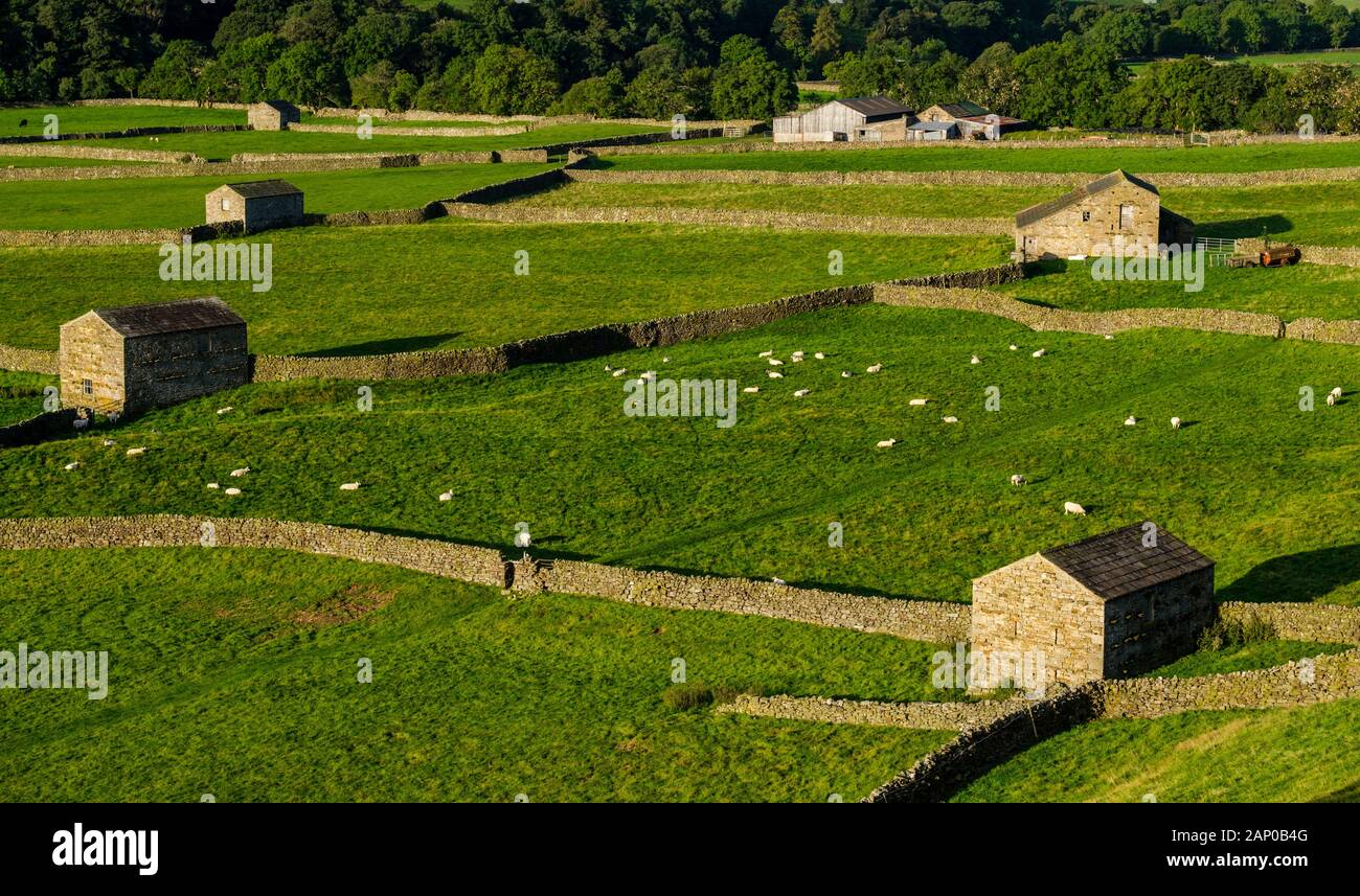 Stone walls and barns at Gunnerside in Swaledale. Stock Photo