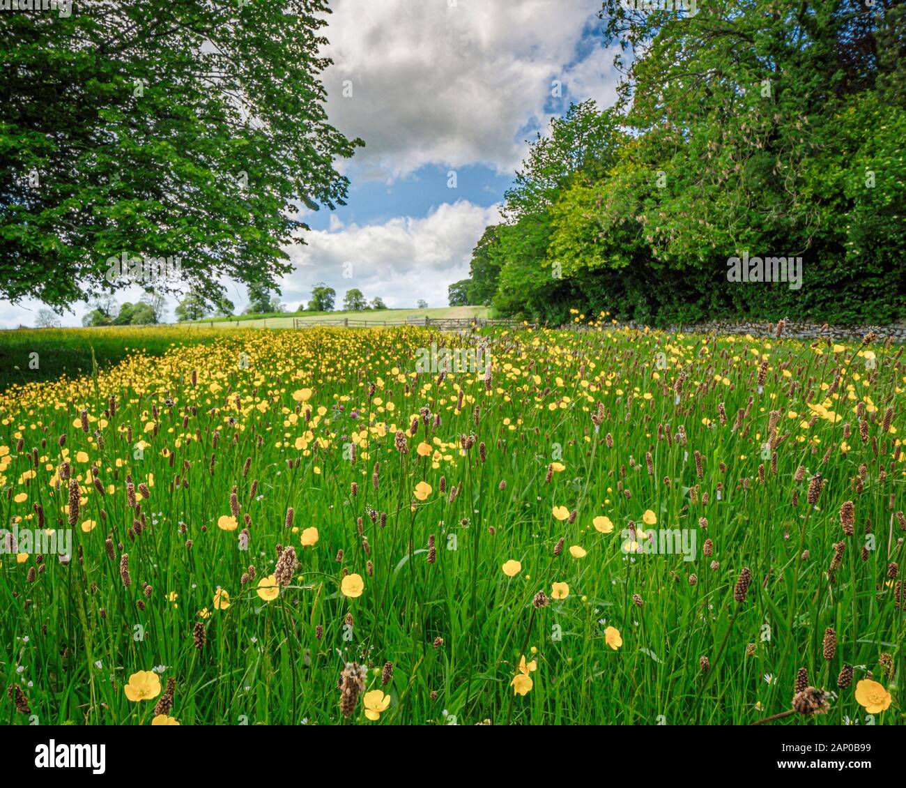 A field of buttercups and meadow foxtail grass in flower. Stock Photo