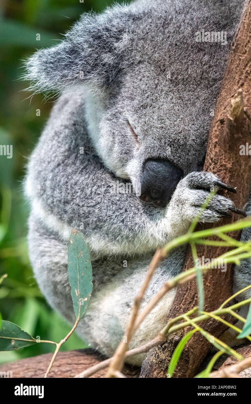 Koala sleeping in eucalyptus tree in Australia Stock Photo