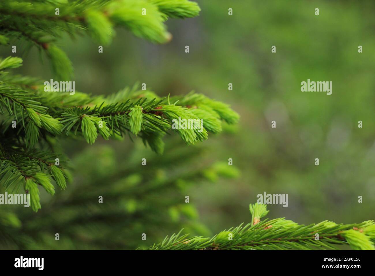 Fresh green fir tree branch close up Stock Photo