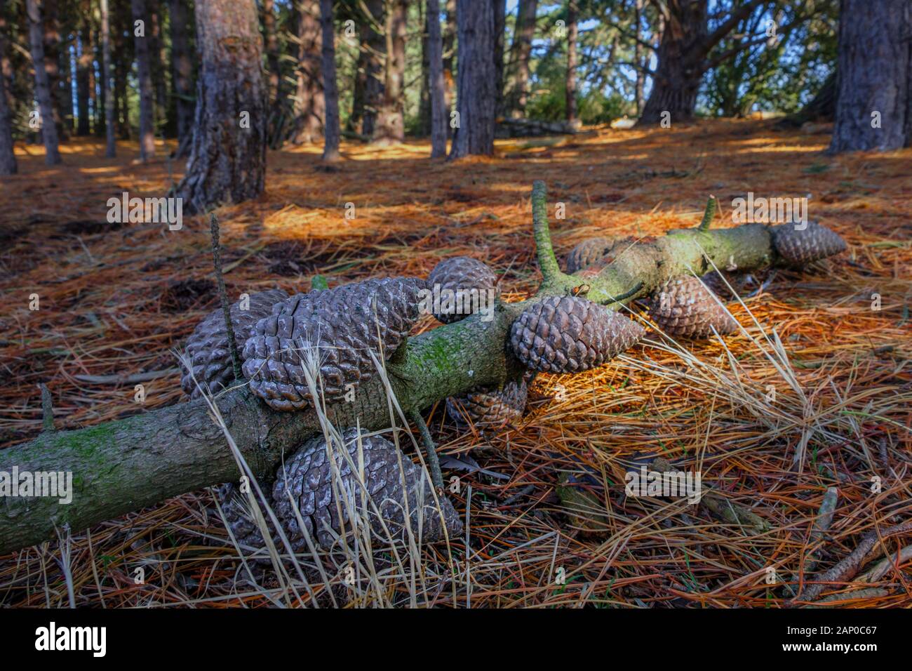 Fallen pine cones in a coastal wood. Stock Photo