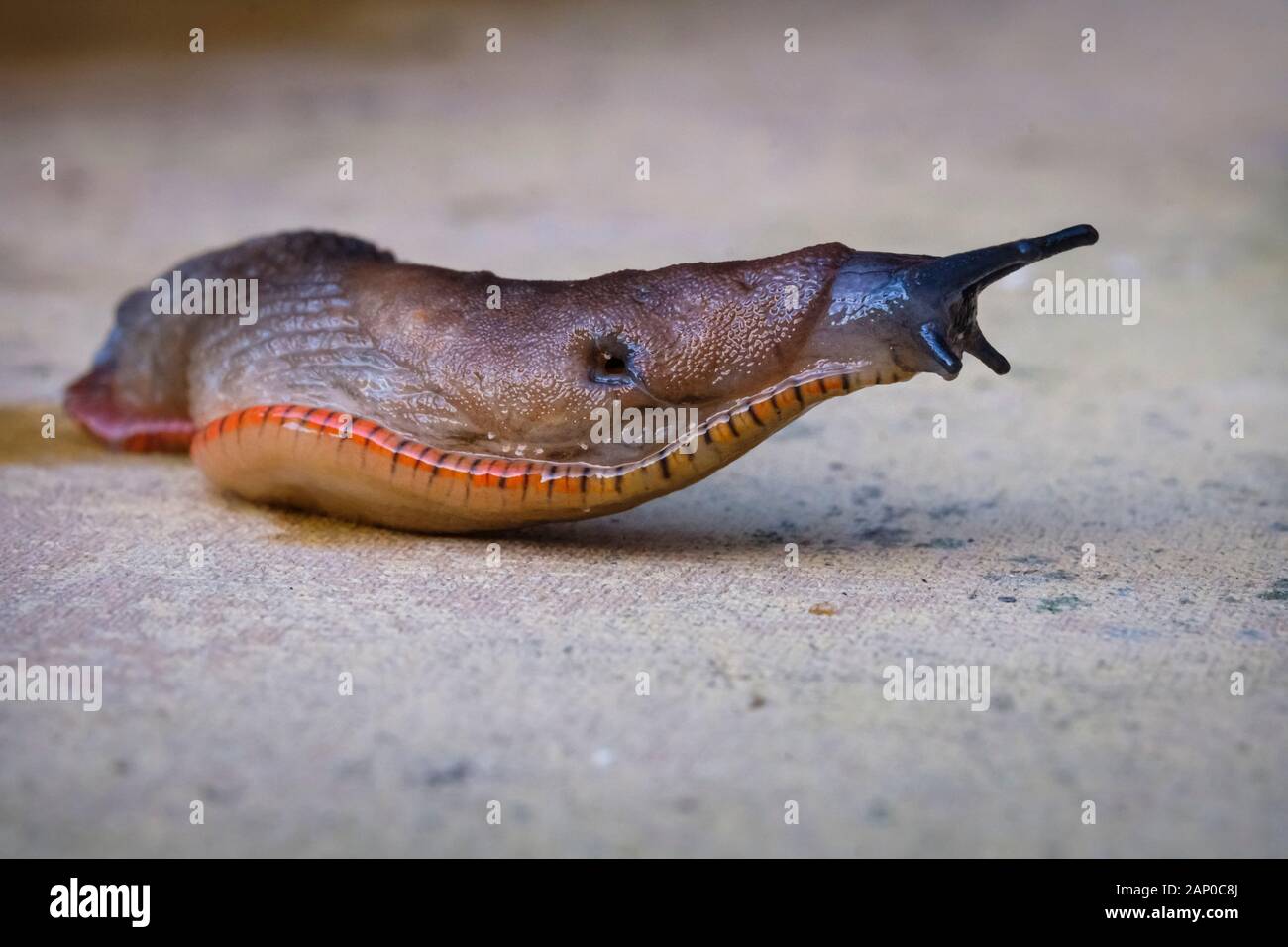 A slug crawls across a slab in a garden. Stock Photo