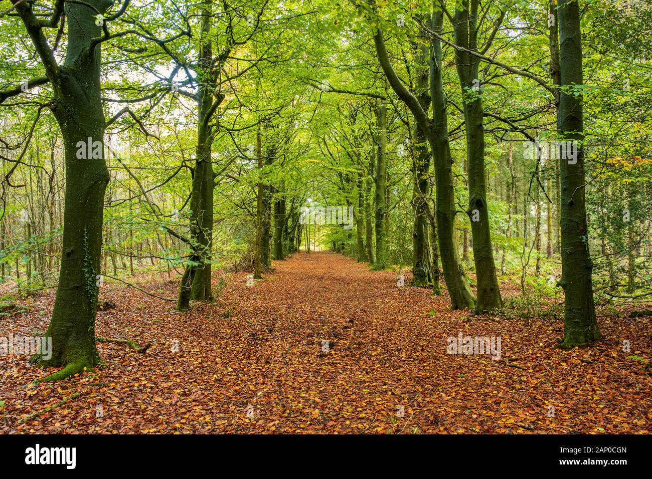 Footpath through beech trees hi-res stock photography and images - Alamy