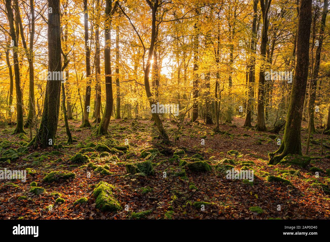 Autumnal trees in the lower Wye Valley in Wales. Stock Photo